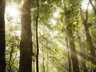 misty fog tropical rainforest jungle with sunlight beaming through in Lamington National Park Queensland